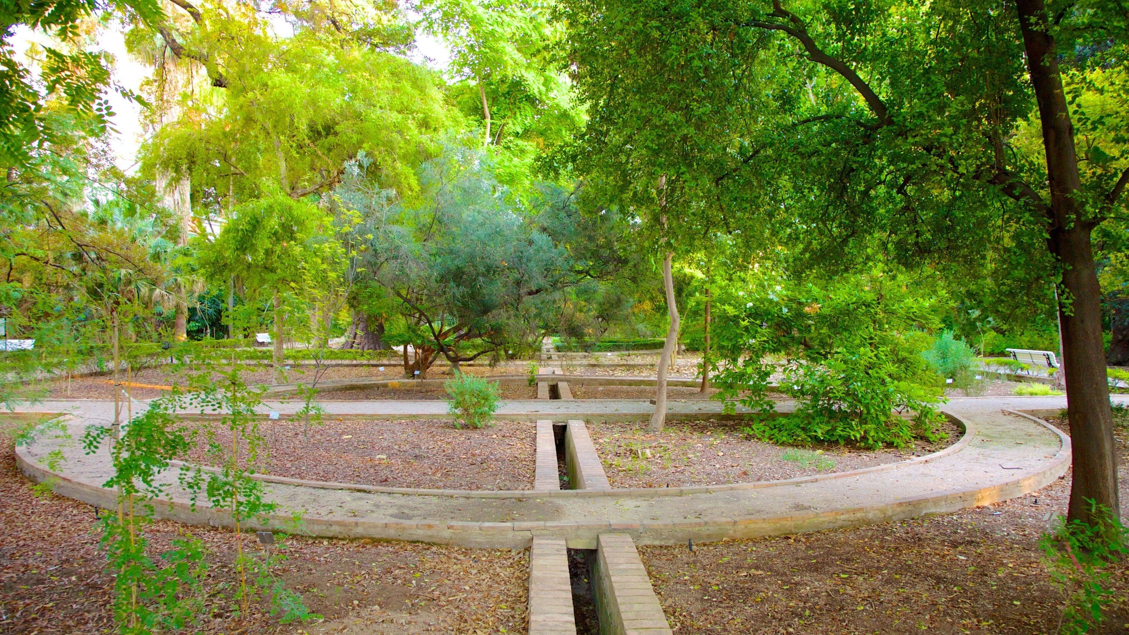 Valencia botaniske hage som viser hage