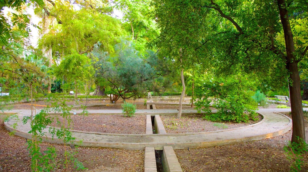 Valencia botaniske hage som viser hage