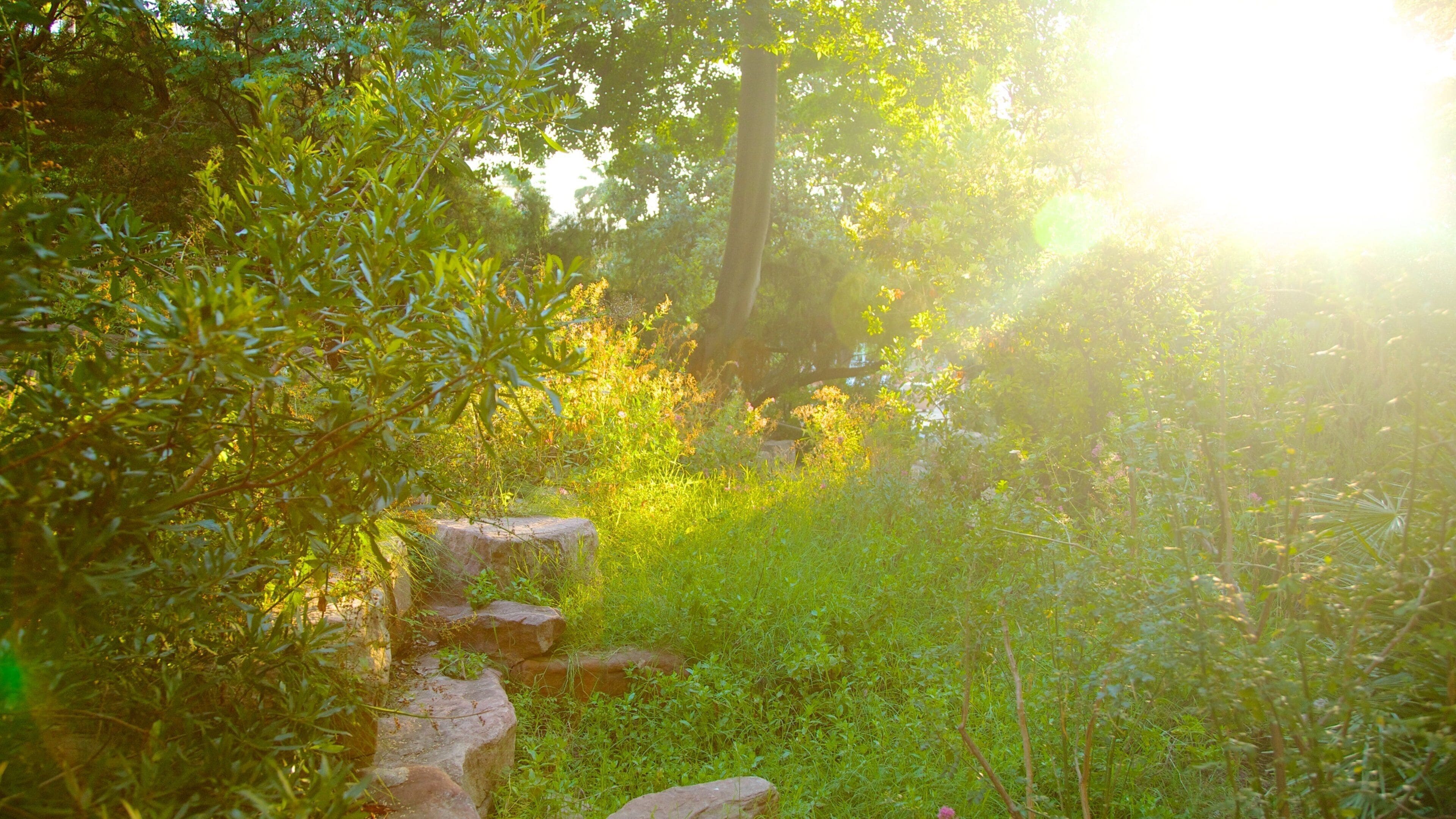 Valencia Botanical Gardens which includes forests and a park