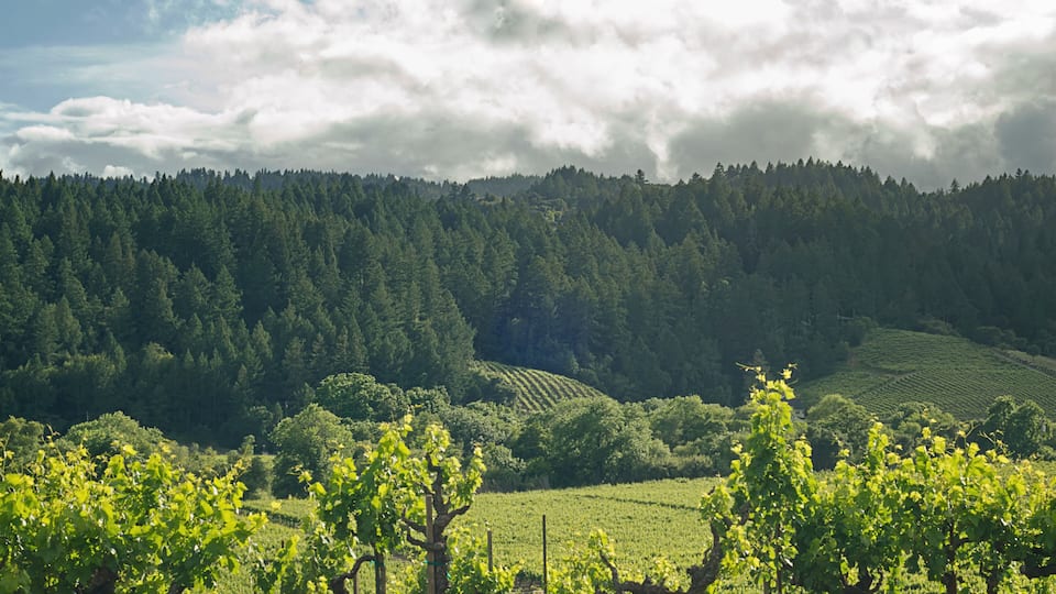 A vineyard with rows of grapevines and a forested hill in the background.