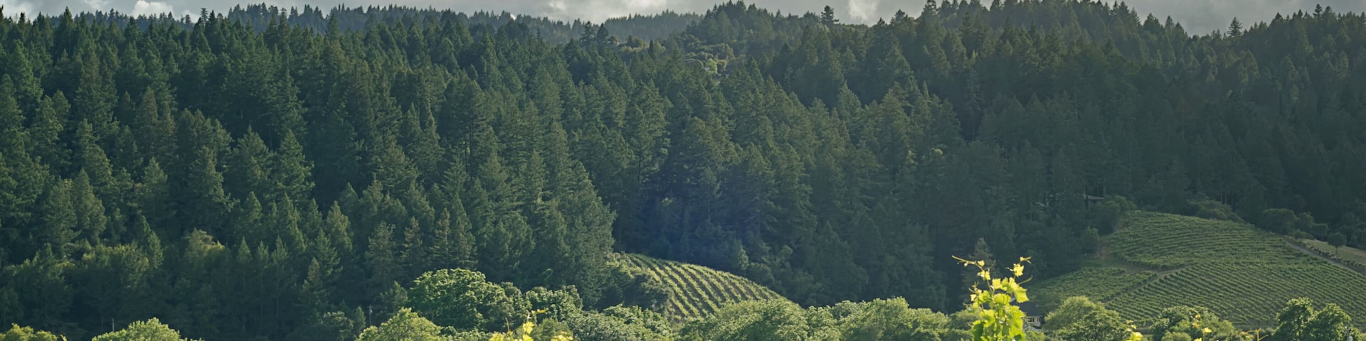 Hills of the Dry Creek Valley wine country near Healdsburg.