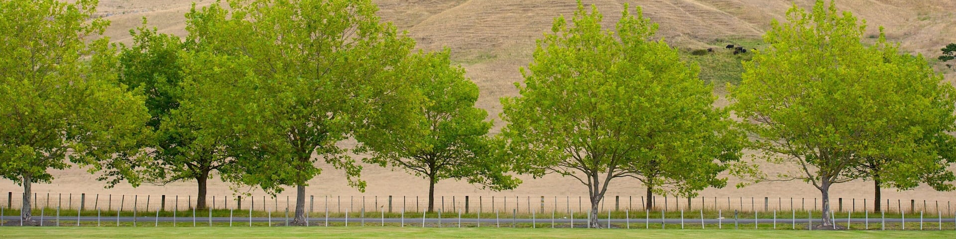 Craggy Range showing landscape views and a park
