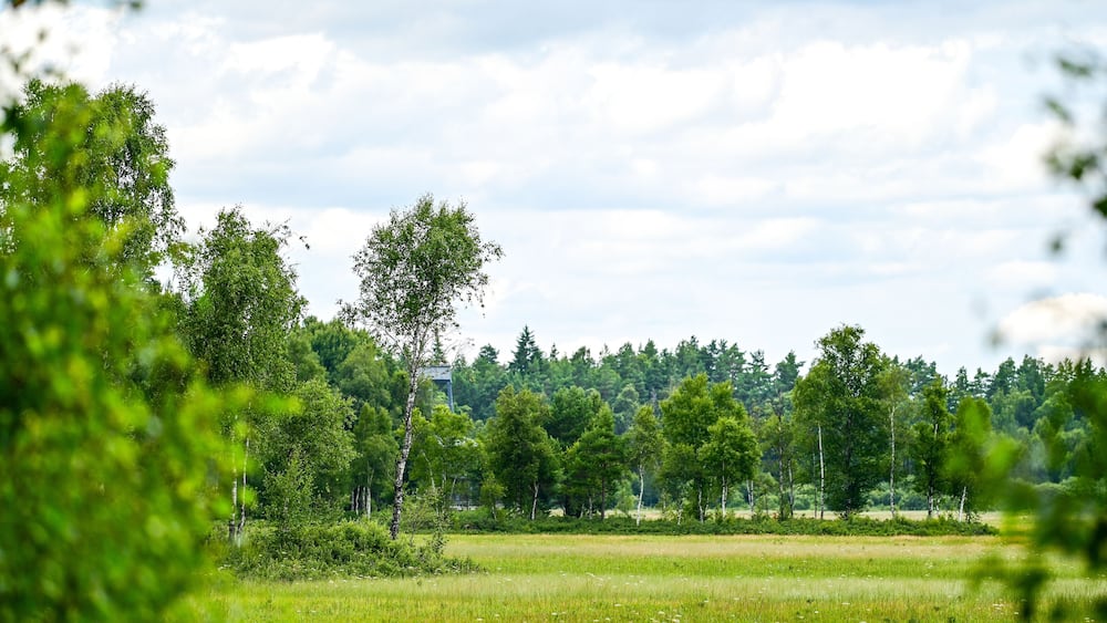 A lush green field with trees and a distant building.