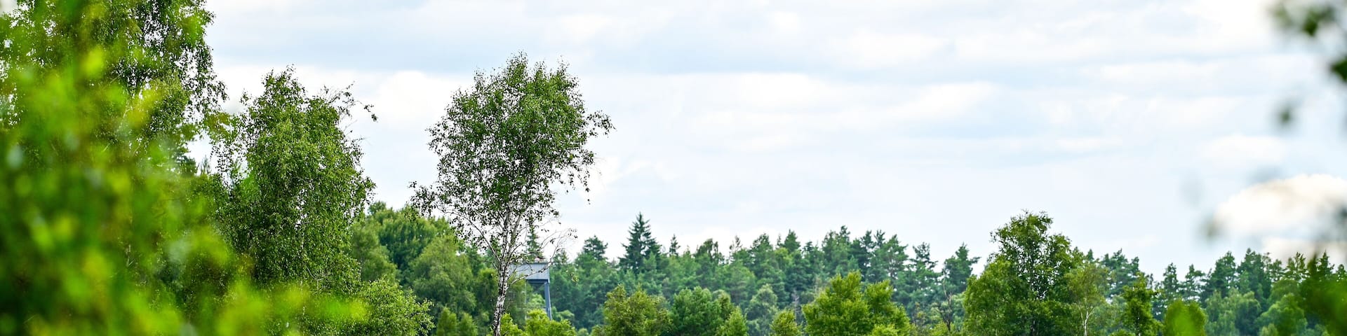 Typical landscape of the Store Mosse National Park as the largest moor area in southern Sweden with raised moors, lakes and forests, in summer, near Värnamo and Hillerstorp, Jönköping County, Smaland,