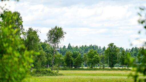 Typical landscape of the Store Mosse National Park as the largest moor area in southern Sweden with raised moors, lakes and forests, in summer, near Värnamo and Hillerstorp, Jönköping County, Smaland,