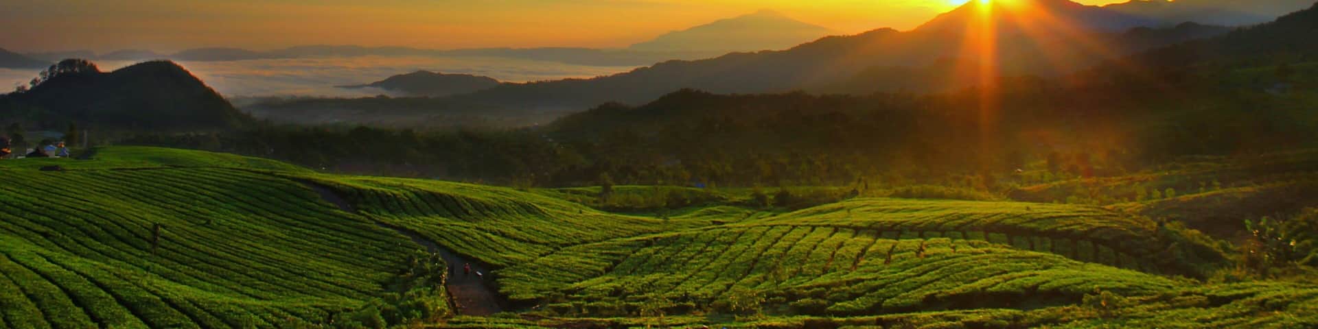 Bandung mettant en vedette montagnes, ferme et panoramas