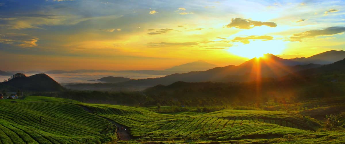 A sunrise over a lush green tea plantation with mountains in the background.