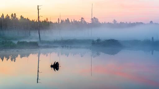 Sunrise over a wetland