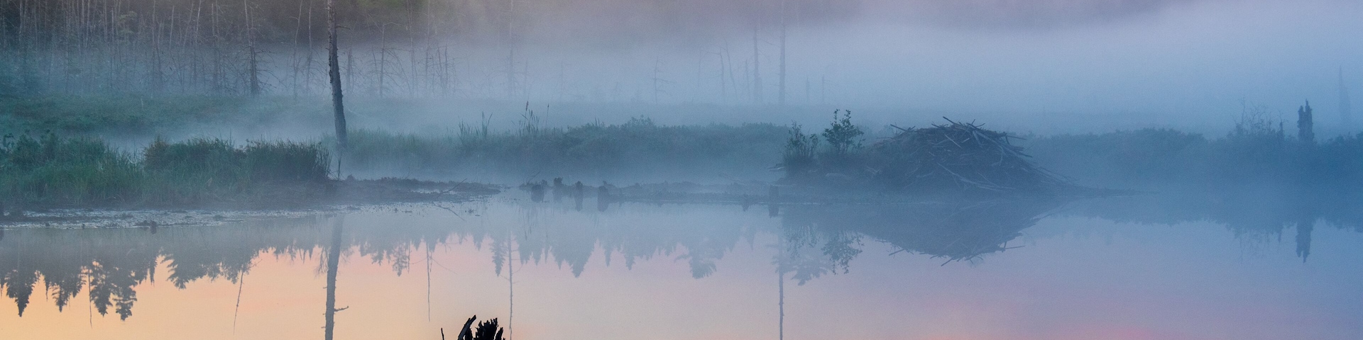 Sunrise over a wetland