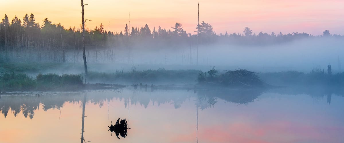 A calm lake with a reflection of trees and a bird in flight.