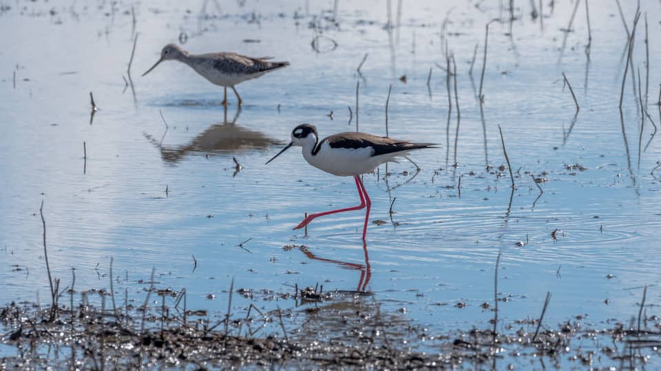 A bird standing in shallow water with reeds around.