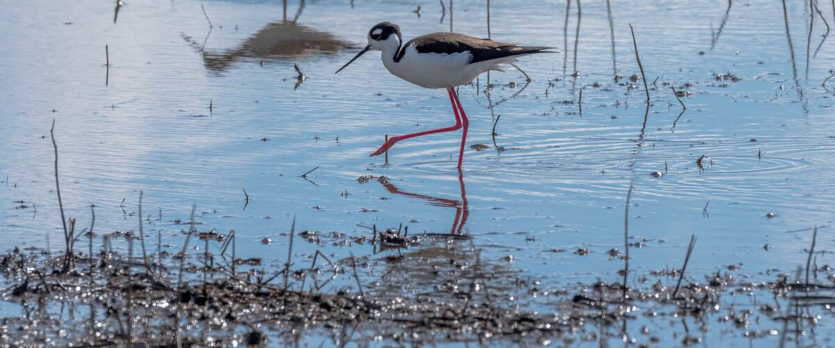 Colusa Wildlife Refuge