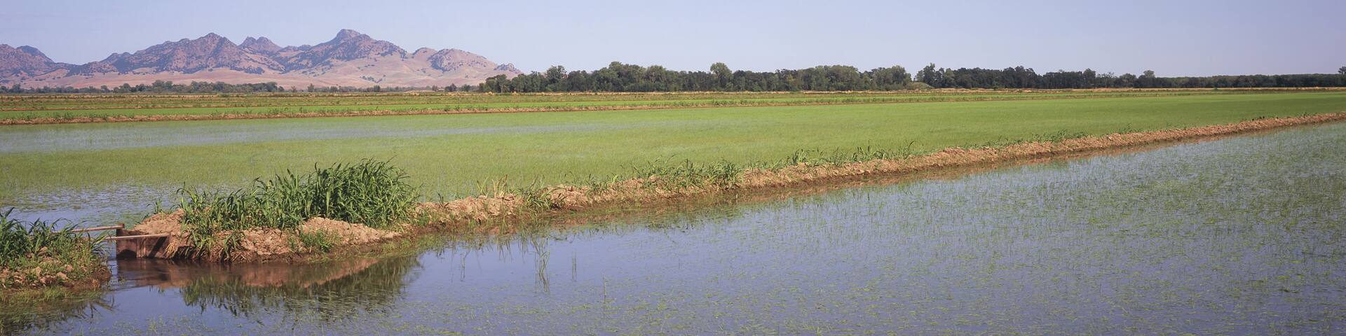 In California's Sacramento River Delta, Young Rice Plants Are Just Emerging In The Flooded Fields In Late Spring; Calusa, California, United States Of America