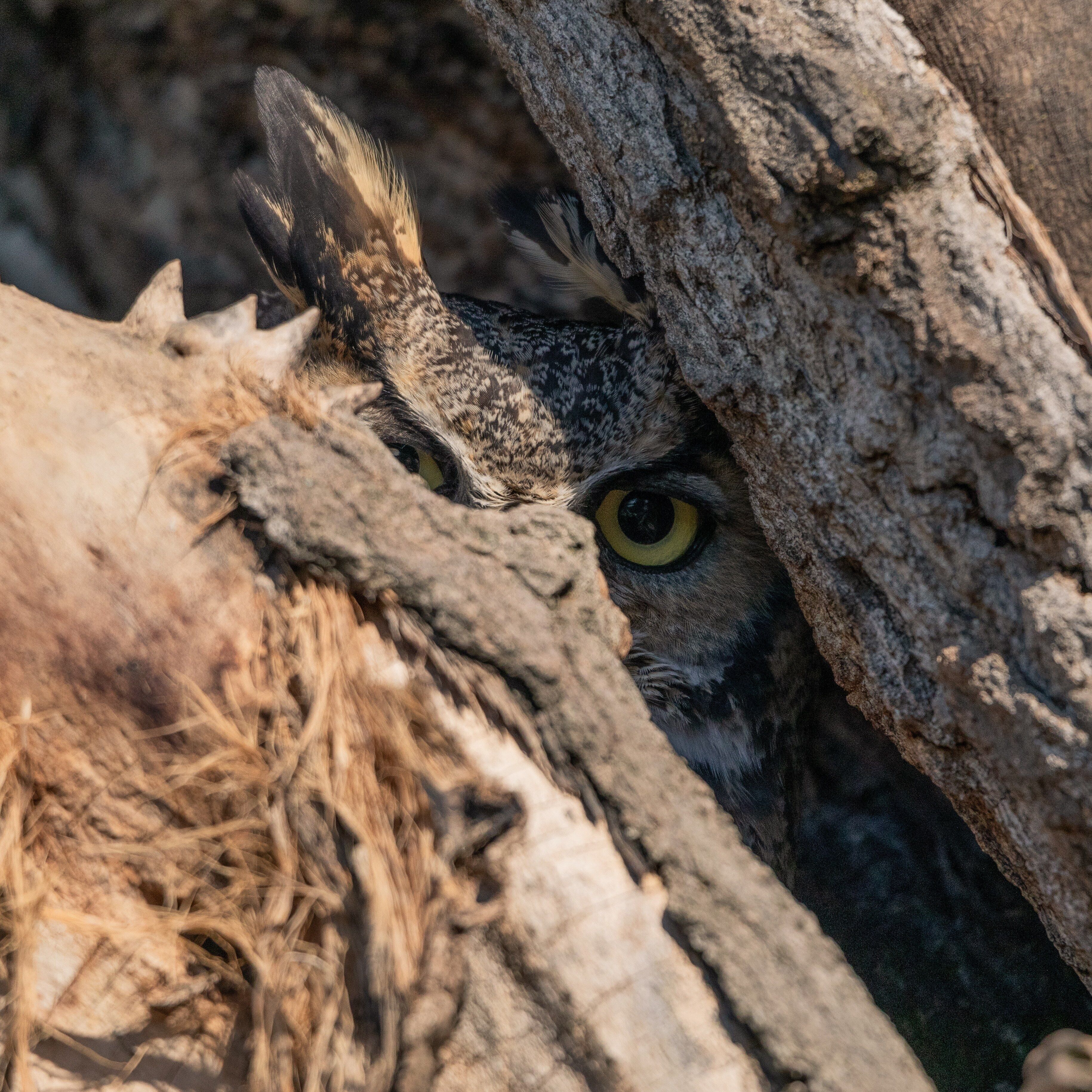 Great horned owl on a hike