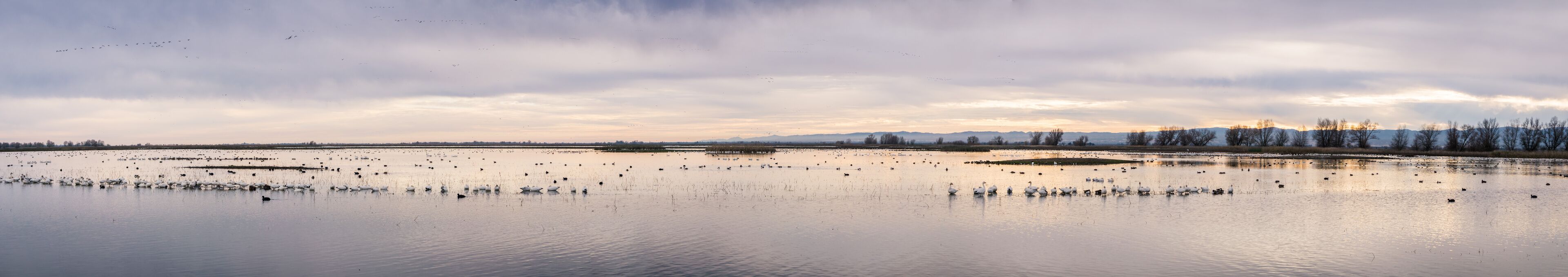 Sunset panoramic view of the marshes of Colusa Wildlife Refuge; flocks of snow geese resting in the shallow waters; Sacramento National Wildlife Refuge, California