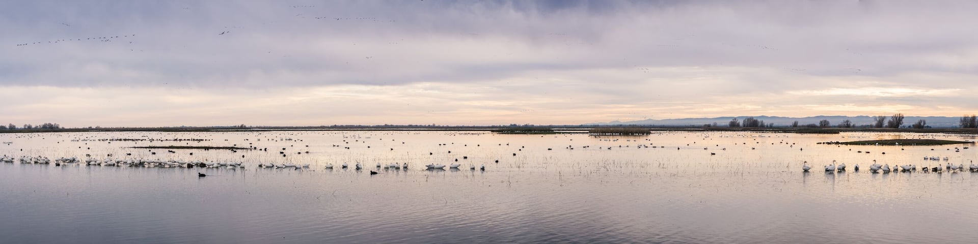 Sunset panoramic view of the marshes of Colusa Wildlife Refuge; flocks of snow geese resting in the shallow waters; Sacramento National Wildlife Refuge, California
