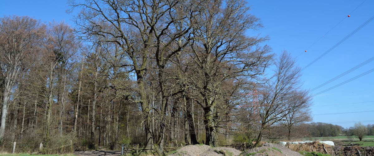 A dirt path, leafless trees, and a clear blue sky.