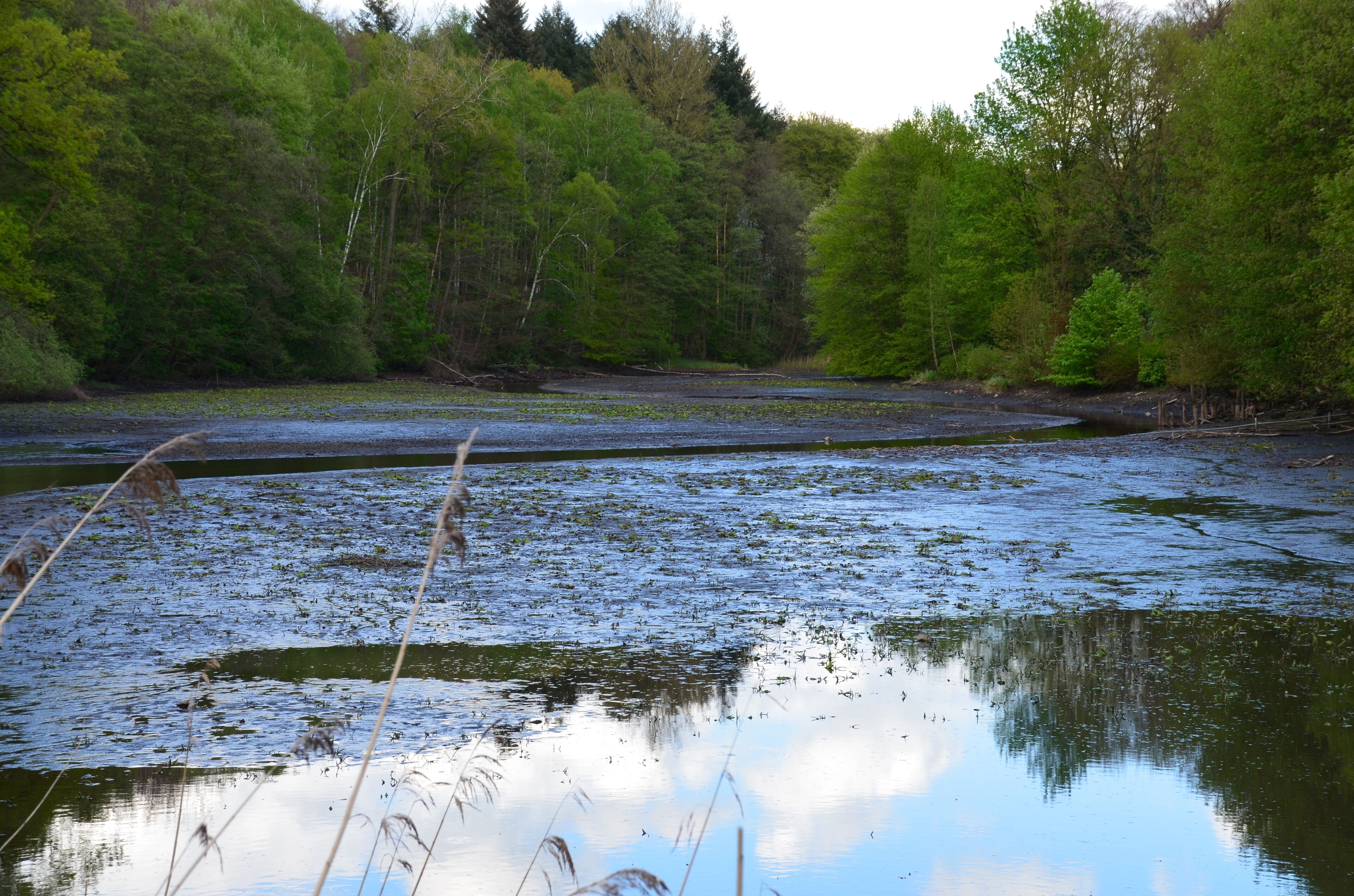 Die Schwarze Au im (zum Zeitpunkt der Aufnahme abgelassenen) Mühlenteich in Aumühle
