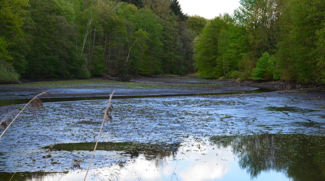 Die Schwarze Au im (zum Zeitpunkt der Aufnahme abgelassenen) Mühlenteich in Aumühle