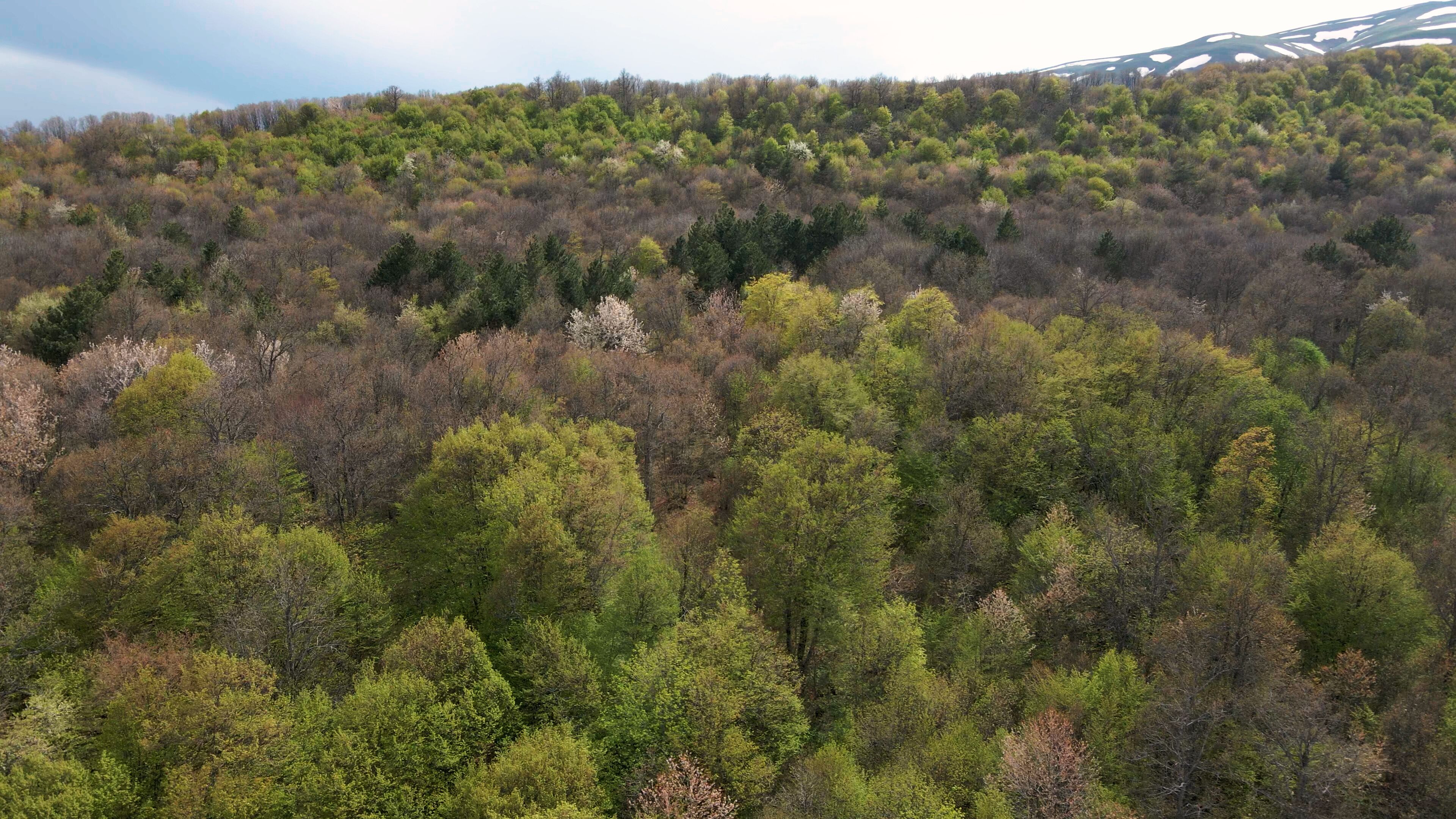 Yerevan, Republic Of Armenia, Tsakhkadzor Forest, Dilijan, Armenian forest in Autumn, May 26,2021