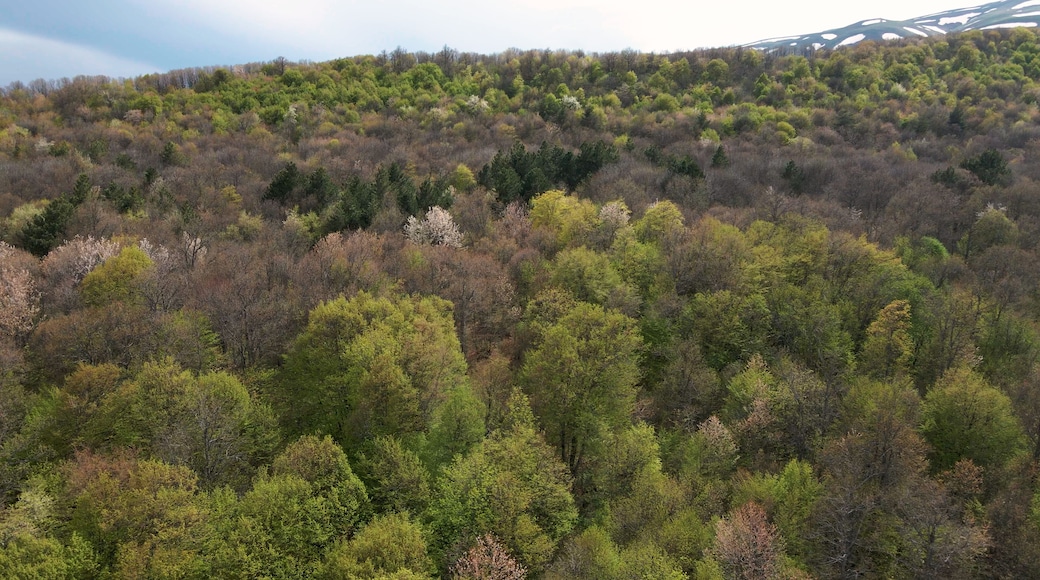 Yerevan, Republic Of Armenia, Tsakhkadzor Forest, Dilijan, Armenian forest in Autumn, May 26,2021