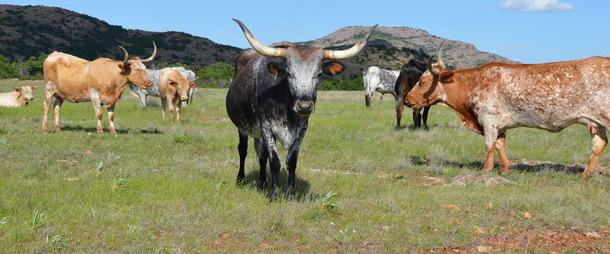 Texas Longhorn Cattle