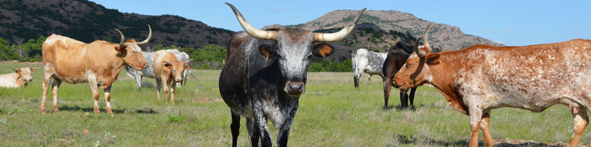 Texas Longhorn Cattle