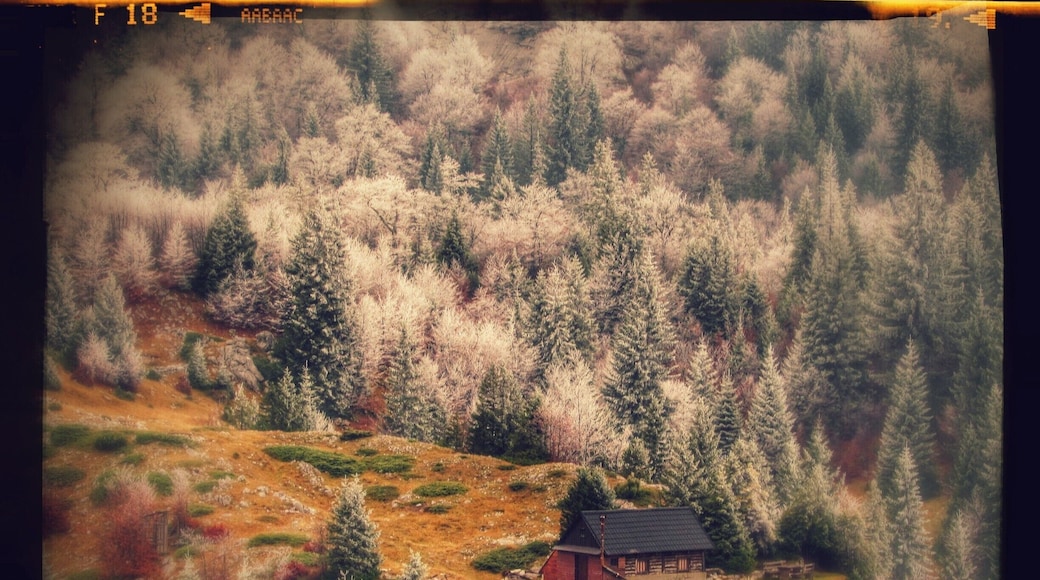 Mrtvanjski Stanari or Mrtvaje at 1585 m a.s.l.
Summer shepherd's settlement
Mt. Bjelasnica, Bosnia and Herzegovina