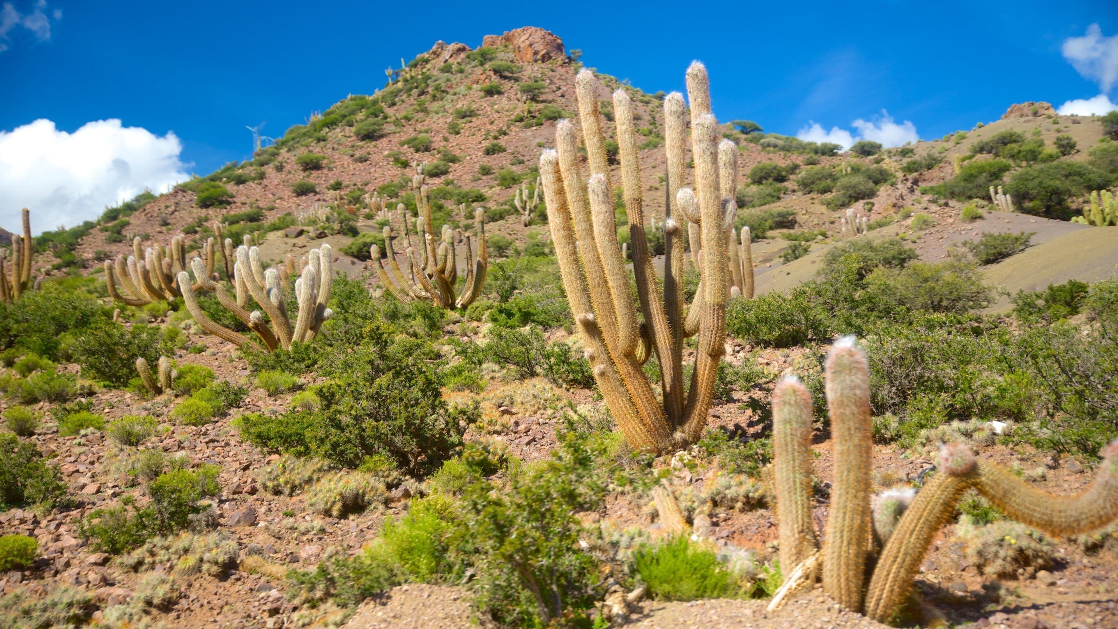 Bolivia which includes tranquil scenes