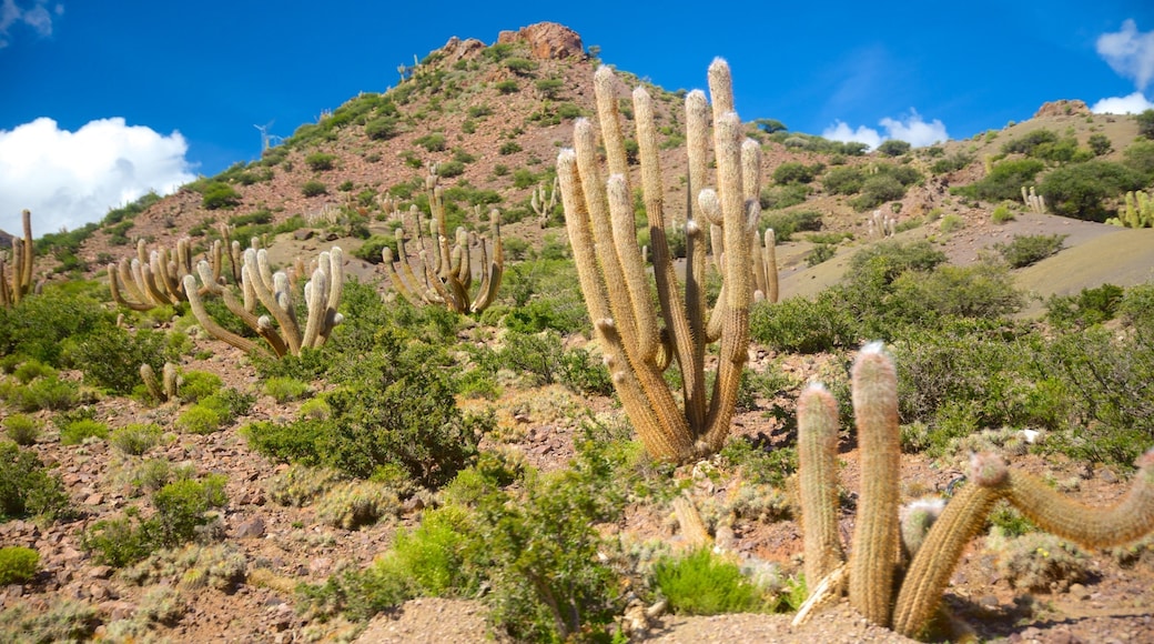 Bolivia showing tranquil scenes