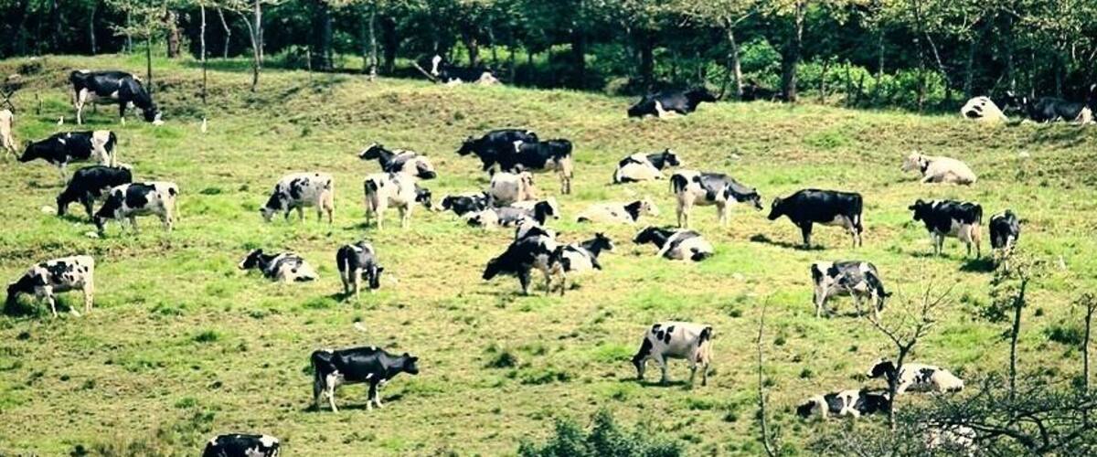 A herd of cows grazing on a grassy hillside with trees in the background.