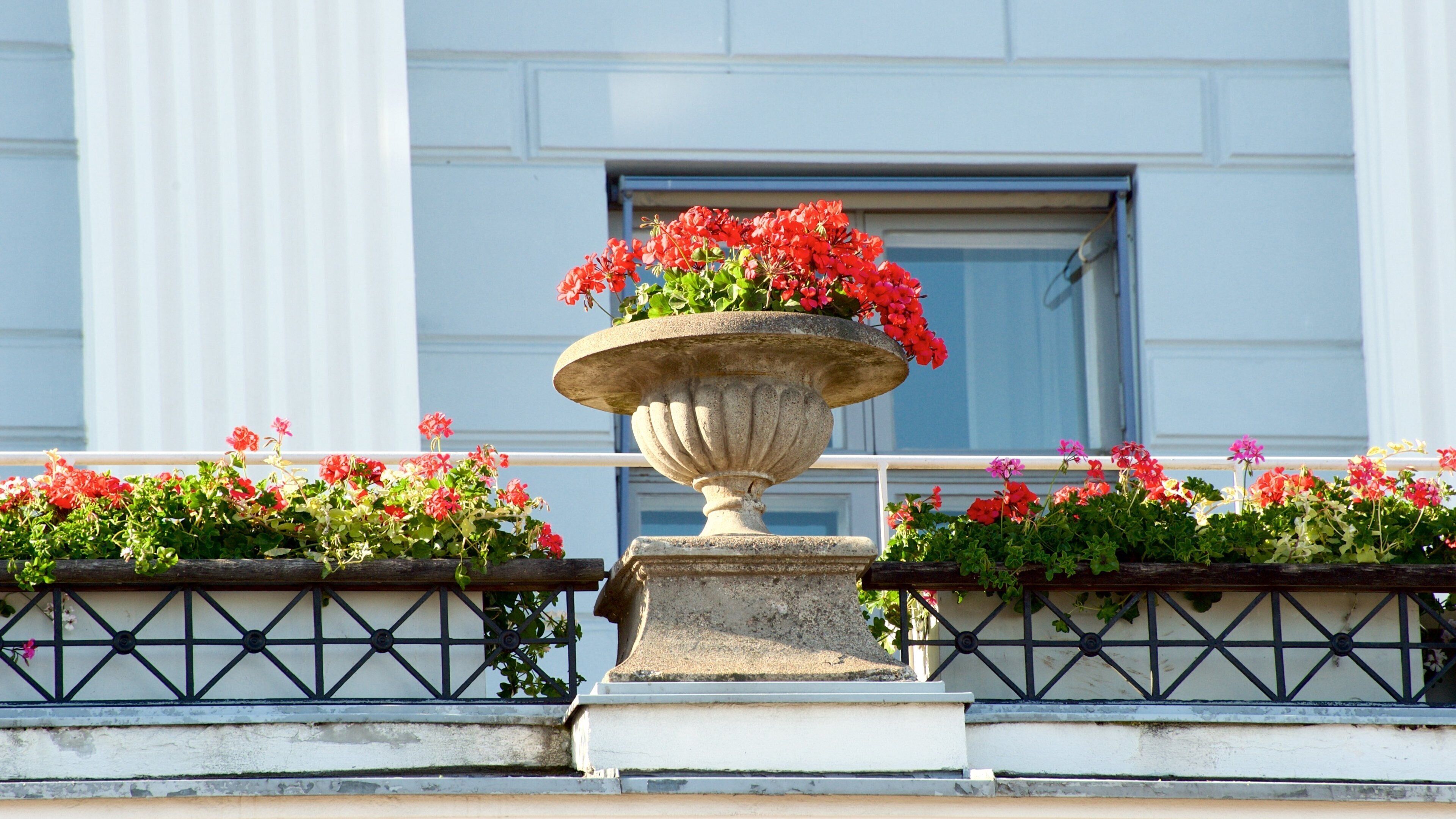 Helsinki City Hall featuring flowers