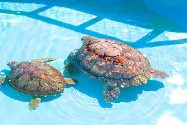 Projet Tamar mettant en vedette animaux de zoo et vie marine