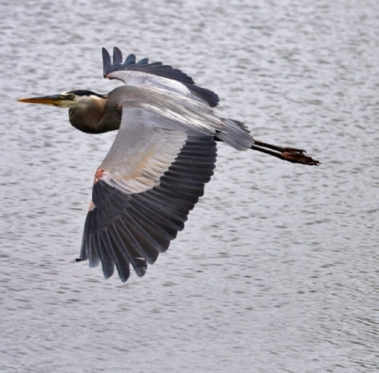 Blue heron in flight over the pond at Walter B park in Milledgeville. Always a great place to see this guy.