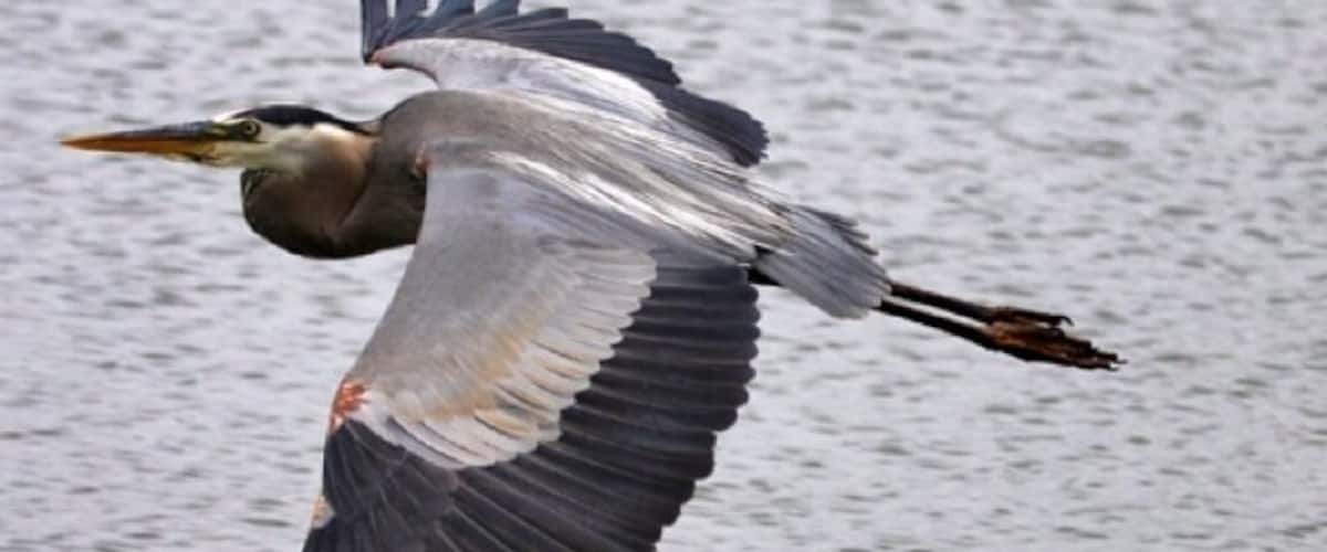 Blue heron in flight over the pond at Walter B park in Milledgeville. Always a great place to see this guy.