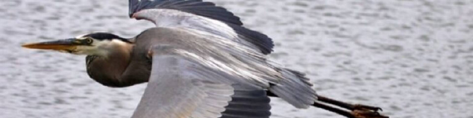 Blue heron in flight over the pond at Walter B park in Milledgeville. Always a great place to see this guy.