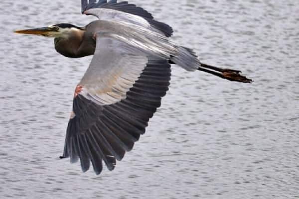Blue heron in flight over the pond at Walter B park in Milledgeville. Always a great place to see this guy.