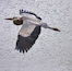 Blue heron in flight over the pond at Walter B park in Milledgeville. Always a great place to see this guy.