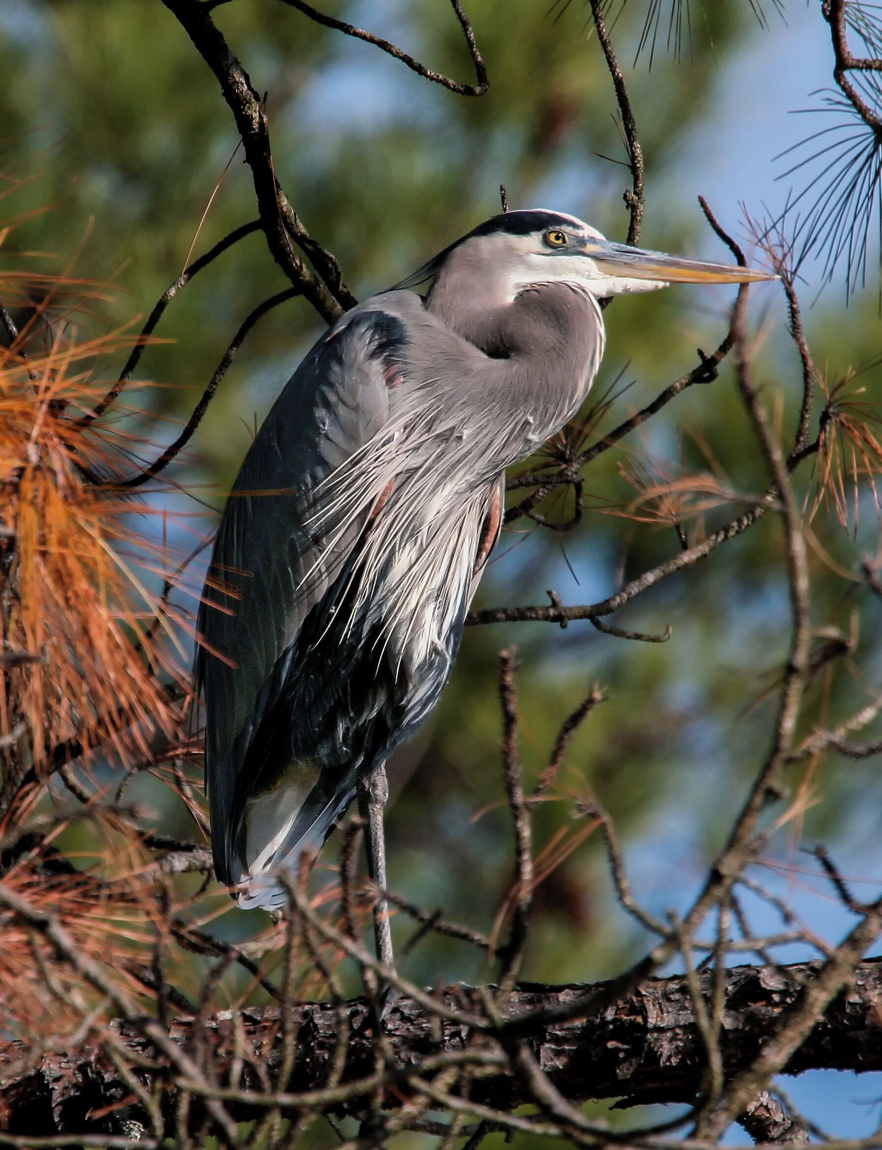 Last one I swear! but...so majestic. 