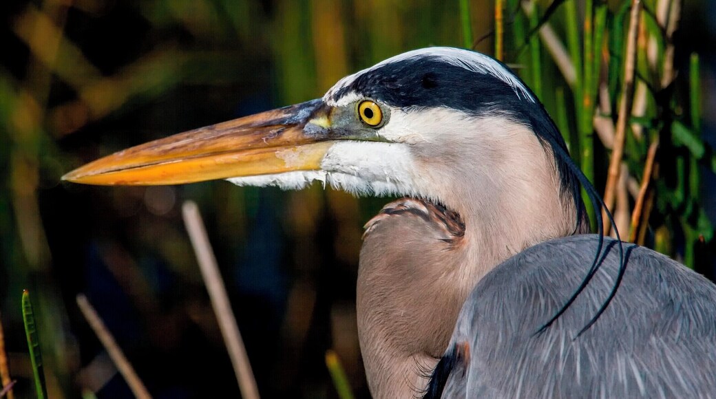 A closeup of Alex. When I was allowed to get within a few feet. Another amazing part is this photo is about 8 years old! Looks really good for 8 years old, right?