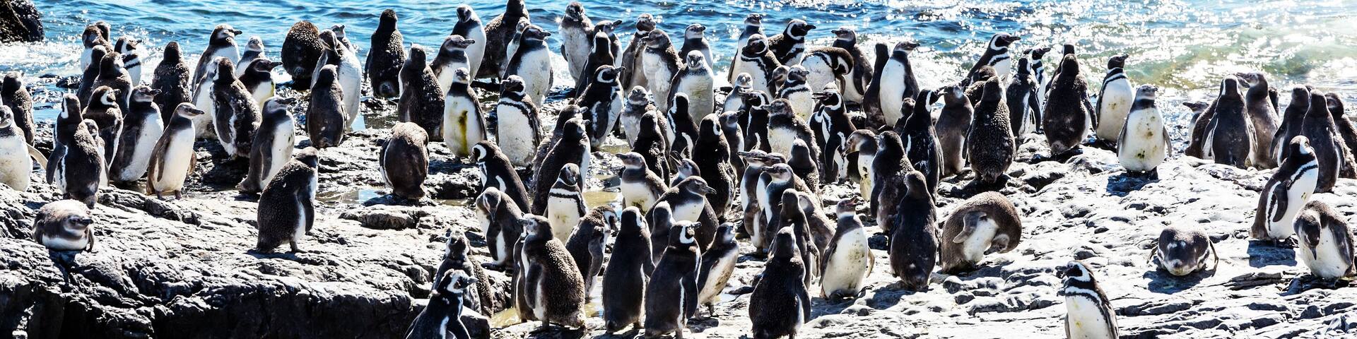 Magellanic Penguin (Spheniscus magellanicus) in Patagonia