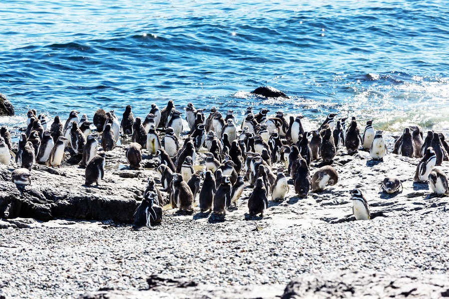 Magellanic Penguin (Spheniscus magellanicus) in Patagonia