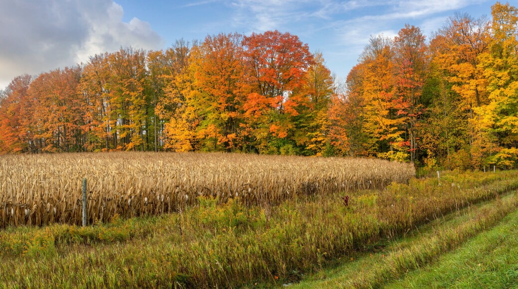 Colorful Autumn Scenic drive in central Michigan countryside