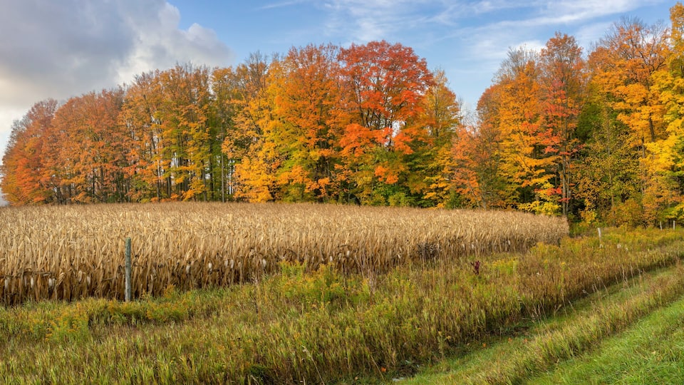 Colorful Autumn Scenic drive in central Michigan countryside