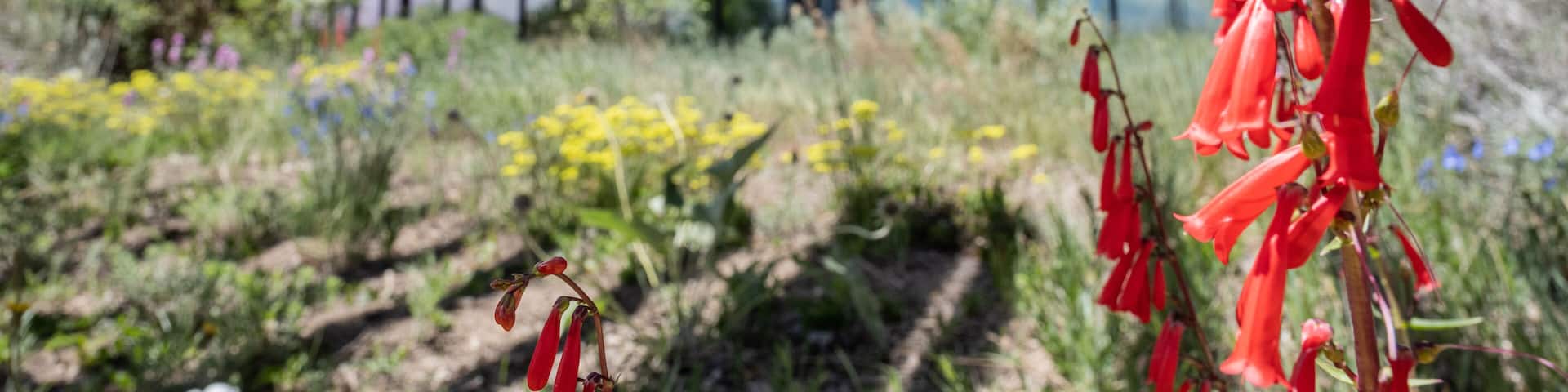 Red Blooms In Front Of Mesa Verde Visitor Center