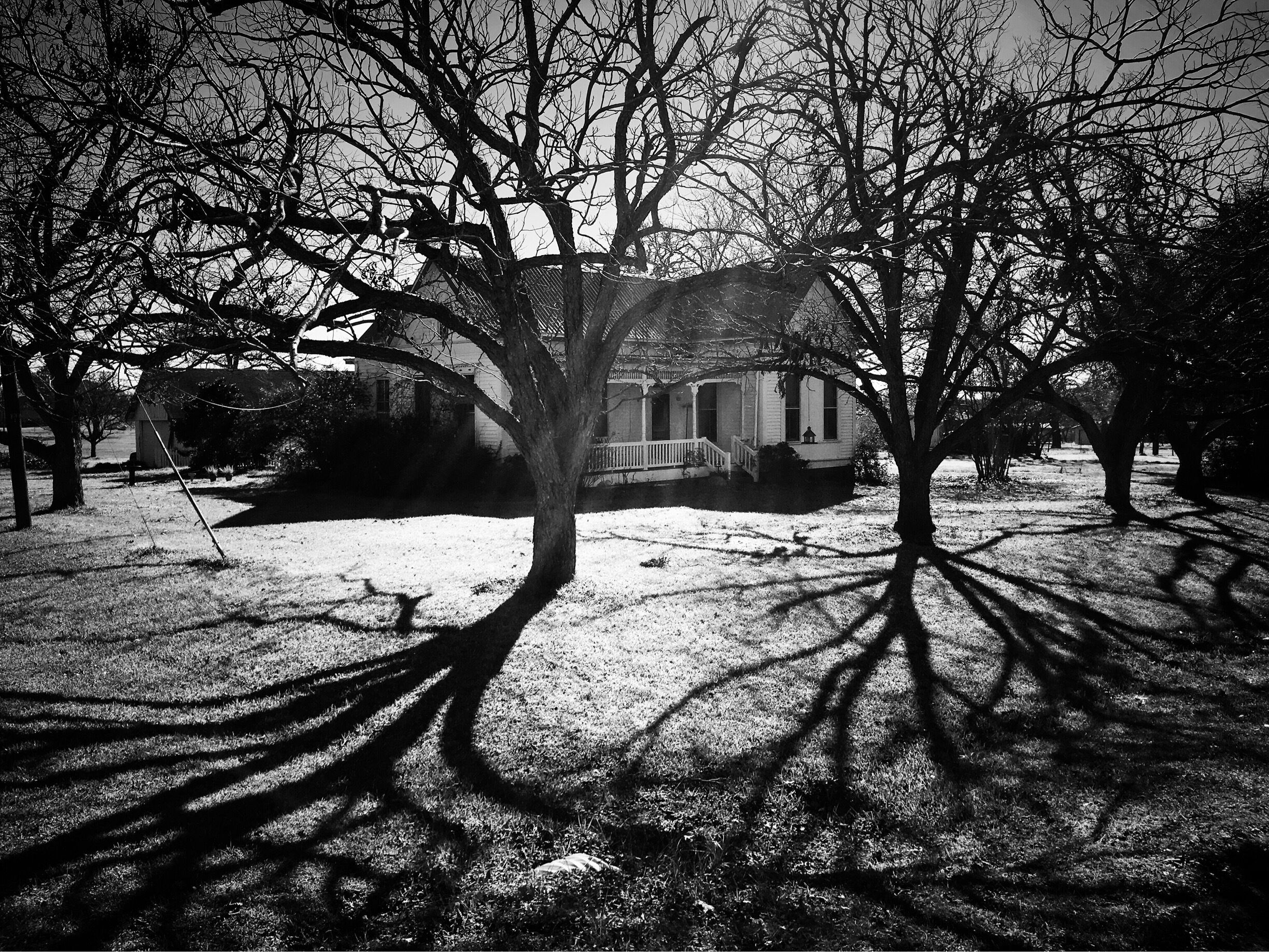 A house surrounded by leafless trees casting shadows on the ground.