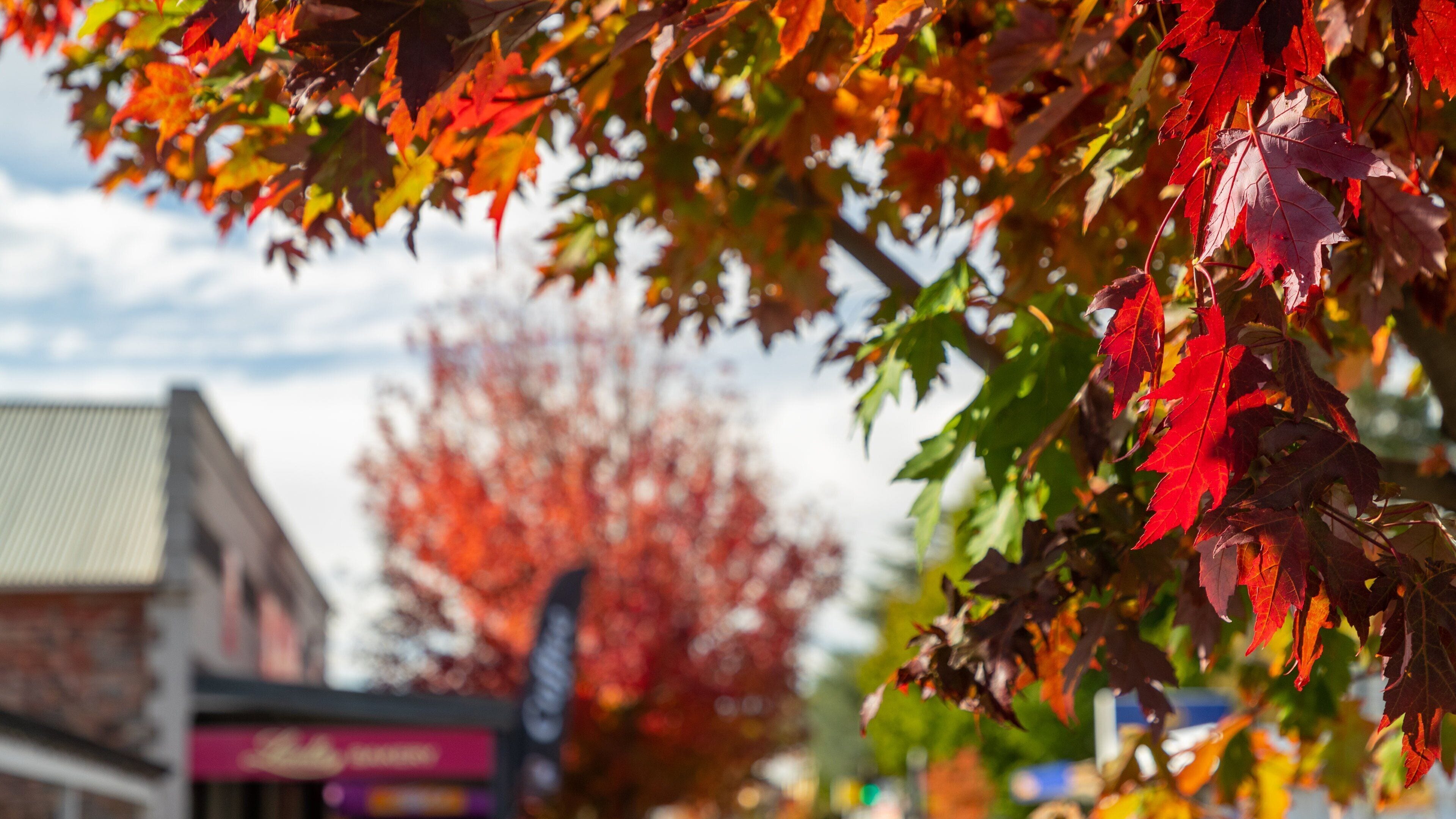 Autumn leaves in red and orange, a building, and a clear sky.