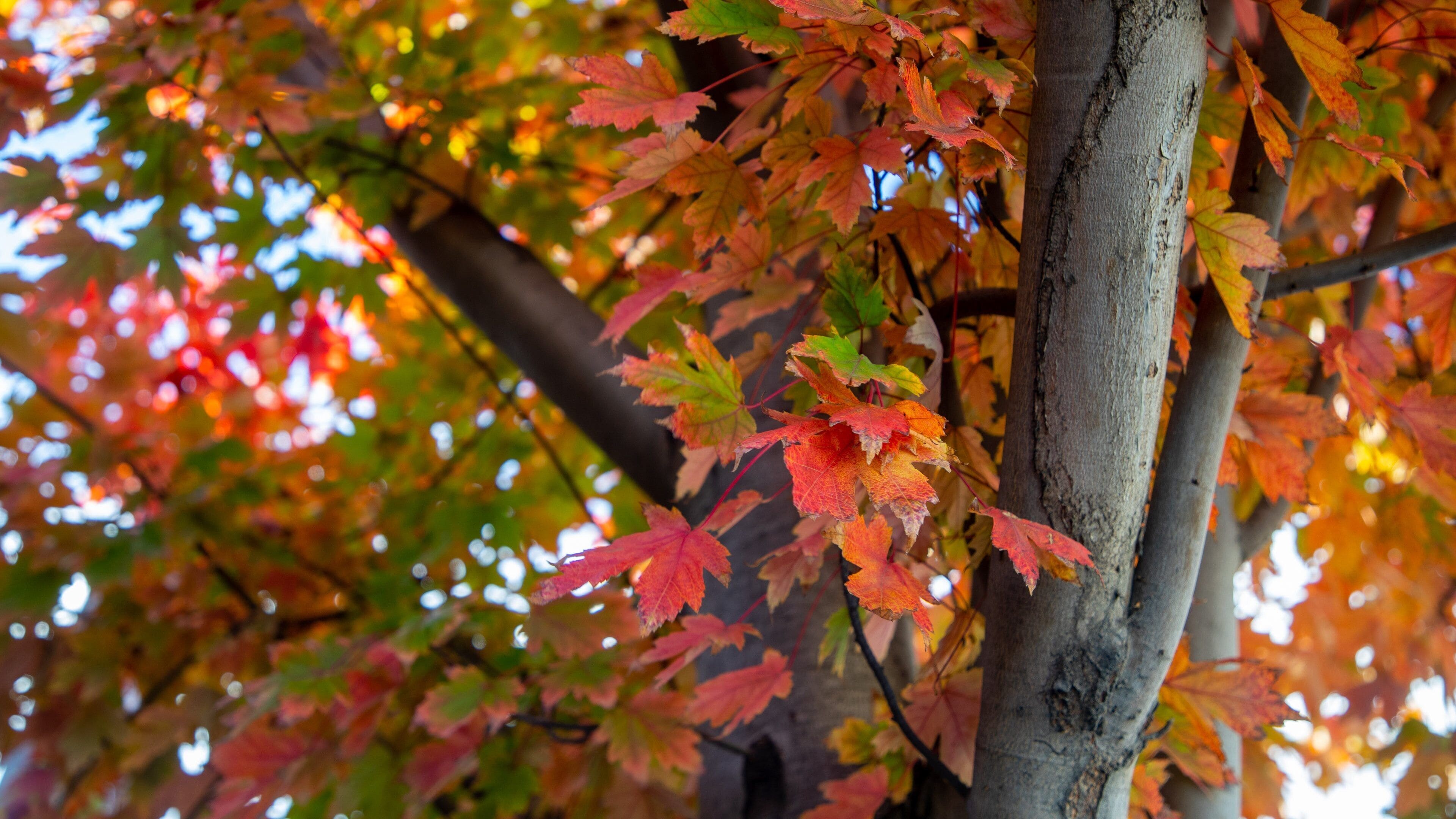 Woodside which includes fall colors