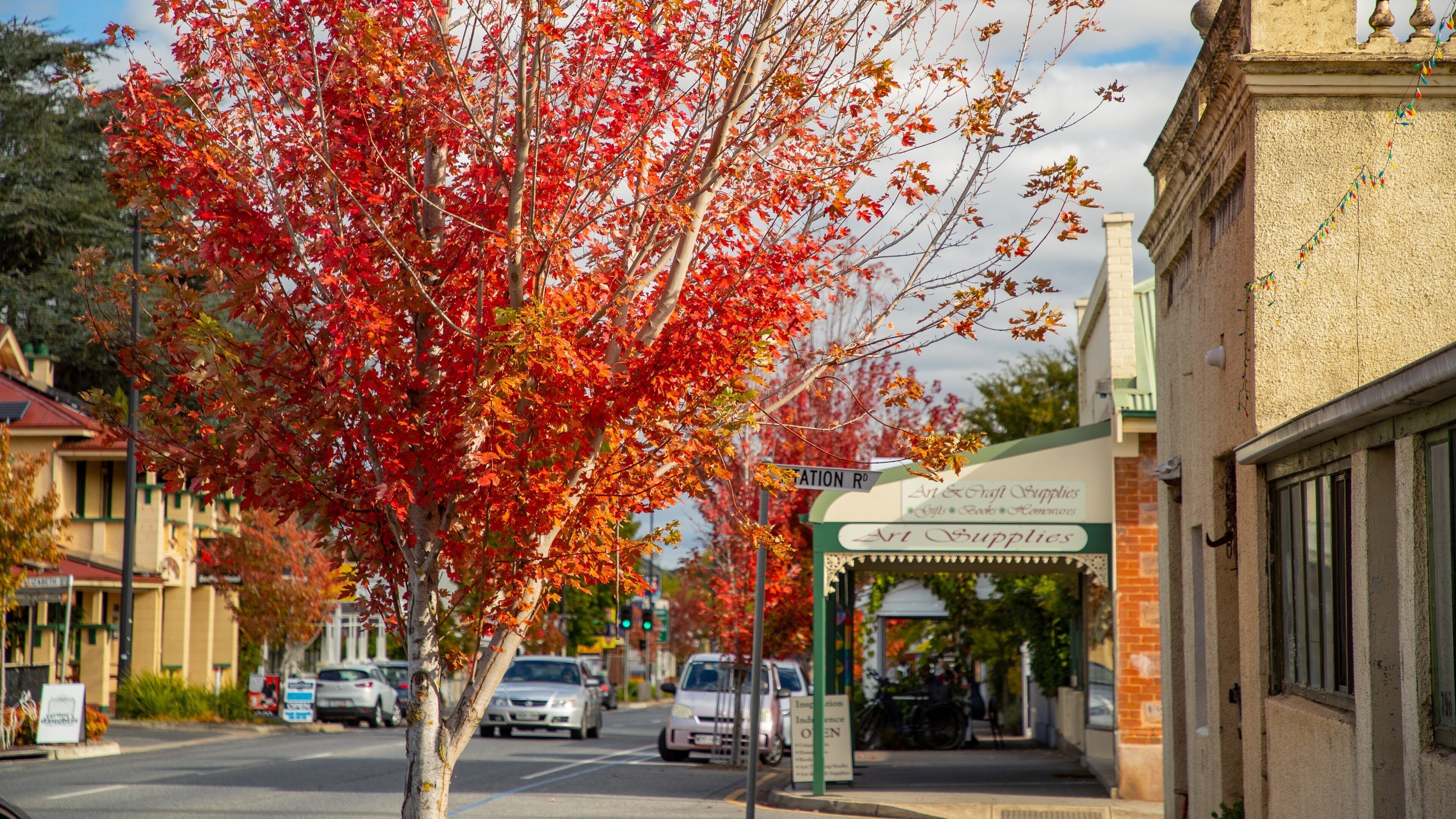 A street with autumn foliage, a sign for Art Supplies, and parked cars.