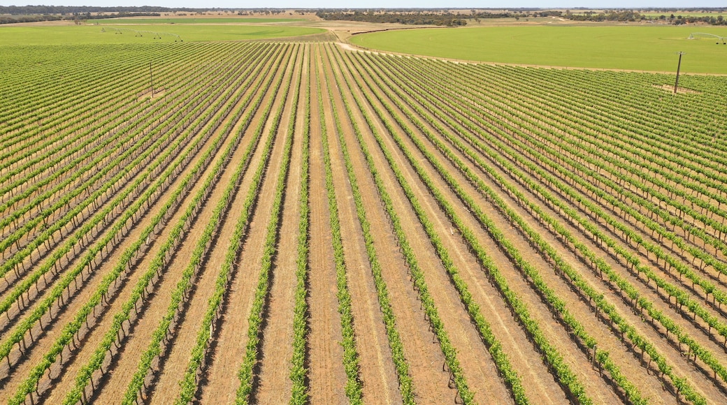 Lines of grape vines. Langhorne Creek